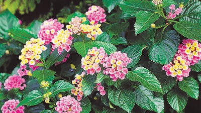 Lantana camara is an invasive ornamental shrub from Central and South America. (Shutterstock) Lantana camara is an invasive ornamental shrub from Central and South America. (Shutterstock)