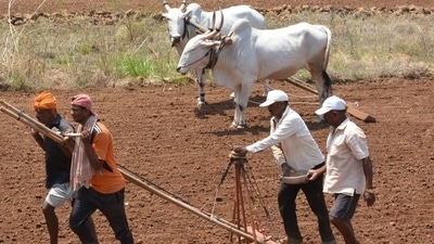Sangli, India - May 25, 2023: Farmers sowing paddy seeds on a field, at Meni Village, in Sangli, India, on Thursday, May 25, 2023. (HT PHOTO) (Hindustan Times) Sangli, India - May 25, 2023: Farmers sowing paddy seeds on a field, at Meni Village, in Sangli, India, on Thursday, May 25, 2023. (HT PHOTO) (Hindustan Times)