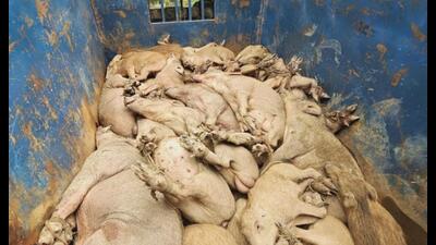 The wild boars were found with their legs brutally tied and dumped in a mini truck. (Sourced)