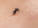 World Mosquito Day on August 20 raises awareness about mosquito-borne diseases.(Unsplash) World Mosquito Day on August 20 raises awareness about mosquito-borne diseases.(Unsplash)