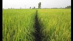 17% jump in cultivation area (HT File) 17% jump in cultivation area (HT File)