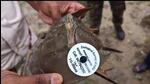 A horseshoe crab being tagged by the Zoological Survey of India. (Photo by Basudev Tripathy) A horseshoe crab being tagged by the Zoological Survey of India. (Photo by Basudev Tripathy)