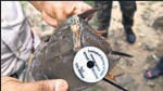 India is home to two species of horseshoe crabs (which are actually not true crabs), Tachypleus gigas and Carcinoscorpius rotundicauda (mangrove), and both are found along the country’s eastern coast. (HT Photo) India is home to two species of horseshoe crabs (which are actually not true crabs), Tachypleus gigas and Carcinoscorpius rotundicauda (mangrove), and both are found along the country’s eastern coast. (HT Photo)