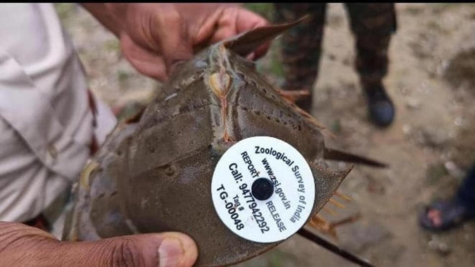 Odisha starts tagging of horseshoe crabs to track their population, habitat