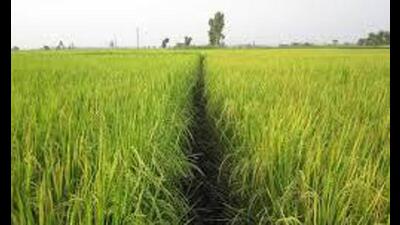 17% jump in cultivation area (HT File) 17% jump in cultivation area (HT File)