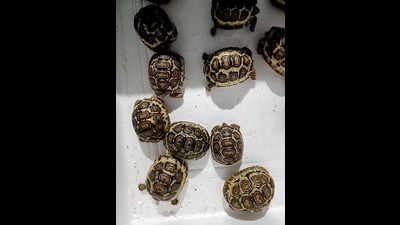 A total of 32,645 individuals voluntarily declared that they were in possession of exotic and native species from June to December 2020. (Representational image) A total of 32,645 individuals voluntarily declared that they were in possession of exotic and native species from June to December 2020. (Representational image)