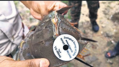 India is home to two species of horseshoe crabs (which are actually not true crabs), Tachypleus gigas and Carcinoscorpius rotundicauda (mangrove), and both are found along the country’s eastern coast. (HT Photo) India is home to two species of horseshoe crabs (which are actually not true crabs), Tachypleus gigas and Carcinoscorpius rotundicauda (mangrove), and both are found along the country’s eastern coast. (HT Photo)