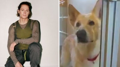 Millionaire Bryan Johnson's post on "longevity pill” for German Shepherd has created chatter. (File Photo, Screengrab) Millionaire Bryan Johnson's post on "longevity pill” for German Shepherd has created chatter. (File Photo, Screengrab)