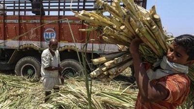 The initiative stems from the proliferation of cooperative sugar mills in the state during the 1970s and 1980s. (REPRESENTATIVE PHOTO) The initiative stems from the proliferation of cooperative sugar mills in the state during the 1970s and 1980s. (REPRESENTATIVE PHOTO)
