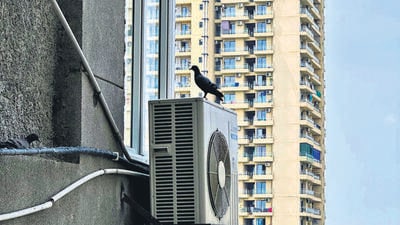 The sprawling suburbs are no desert, yet the pigeons prefer to stray towards the concrete. (HT Photo) The sprawling suburbs are no desert, yet the pigeons prefer to stray towards the concrete. (HT Photo)