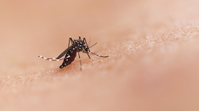 World Mosquito Day on August 20 raises awareness about mosquito-borne diseases. (Unsplash) World Mosquito Day on August 20 raises awareness about mosquito-borne diseases. (Unsplash)