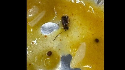 Snapshot of the cockroach found in the meal served on Vande Bharat Express train. Snapshot of the cockroach found in the meal served on Vande Bharat Express train.