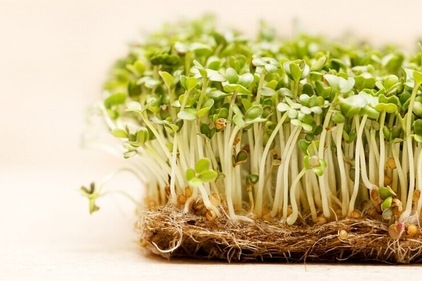 Sprouting and controlled fermentation are a good way to fight off antinutrients (Photo: Freepik - Fpr representation purpose only)