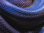 The Bihar boy's family was assured that the snake was not venomous. (Representational image) The Bihar boy's family was assured that the snake was not venomous. (Representational image)