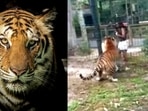 A woman narrowly escaped a tiger attack at New Jersey's Cohanzick Zoo after climbing over a safety barrier. A woman narrowly escaped a tiger attack at New Jersey's Cohanzick Zoo after climbing over a safety barrier.