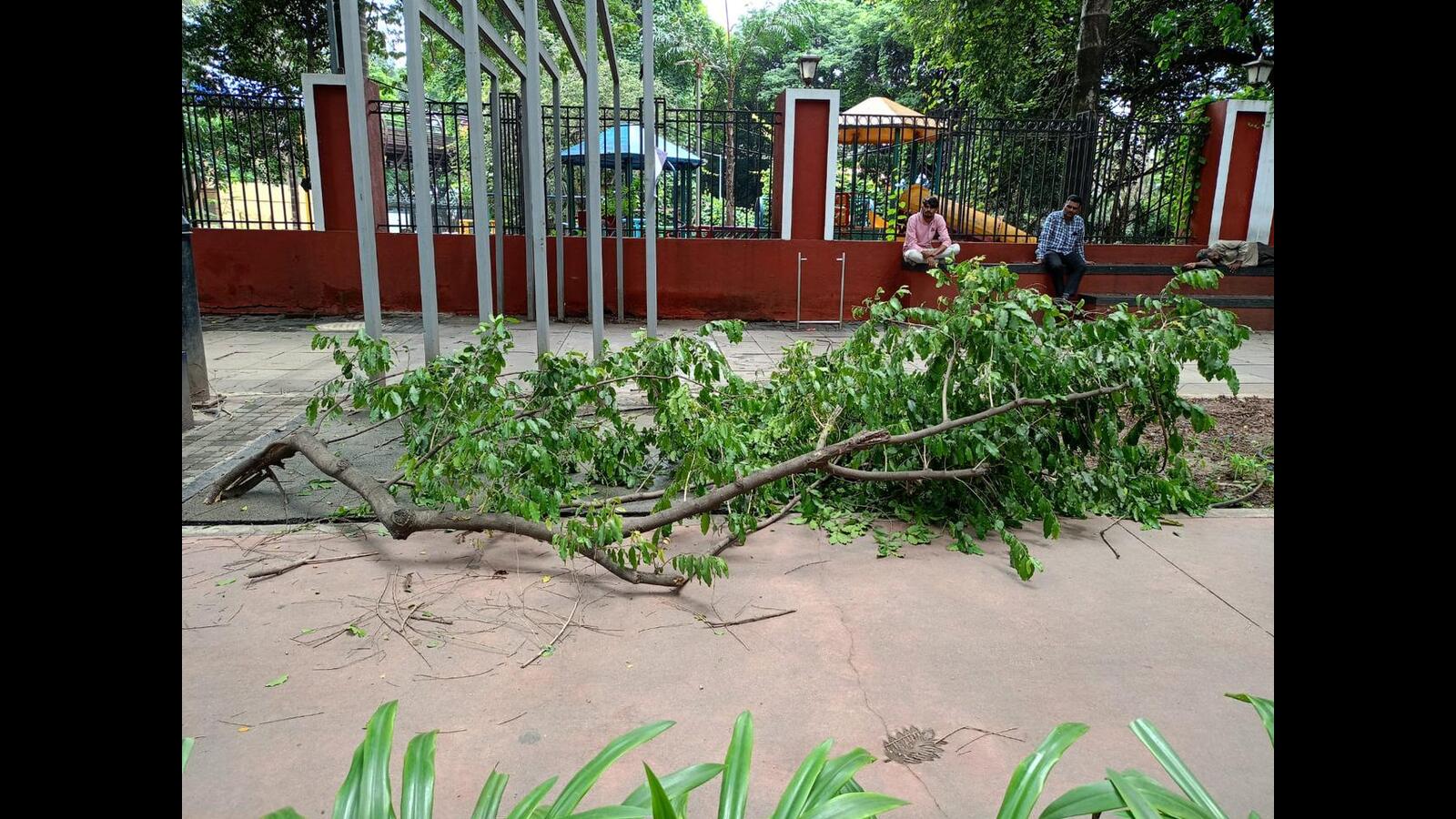 Student suffers injury when a tree falls on his head