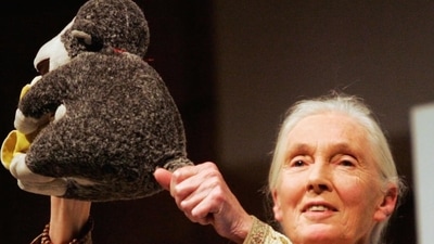 Dr Jane Goodhall with Mr H, which was a gift by Gary Haun, a blind former U.S. Marine (instagram) Dr Jane Goodhall with Mr H, which was a gift by Gary Haun, a blind former U.S. Marine (instagram)