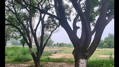 A senior Chandigarh engineering department official said the department expects approval for axing of the trees within a month. (HT Photo) A senior Chandigarh engineering department official said the department expects approval for axing of the trees within a month. (HT Photo)