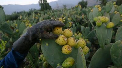 In the 1920s, the enterprising men of Poona used prickly pear fruits to make alcohol. (REUTERS (PIC FOR REPRESENTATION))