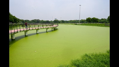 The pond in Noida’s Sector 54 where the incident took place on Tuesday afternoon. Seeing the boy drown, his friends panicked and fled the place without alerting anyone. A passerby later found the body in the pond and alerted the park security and police. (Sunil Ghosh/HT Archive) The pond in Noida’s Sector 54 where the incident took place on Tuesday afternoon. Seeing the boy drown, his friends panicked and fled the place without alerting anyone. A passerby later found the body in the pond and alerted the park security and police. (Sunil Ghosh/HT Archive)