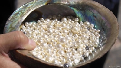 Pearls, pearls, pearls! The gem has been coveted for centuries. (imagebroker/IMAGO ) Pearls, pearls, pearls! The gem has been coveted for centuries. (imagebroker/IMAGO )
