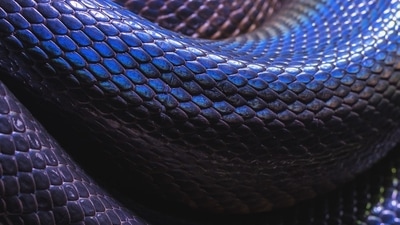 The Bihar boy's family was assured that the snake was not venomous. (Representational image) (UnSplash) The Bihar boy's family was assured that the snake was not venomous. (Representational image) (UnSplash)