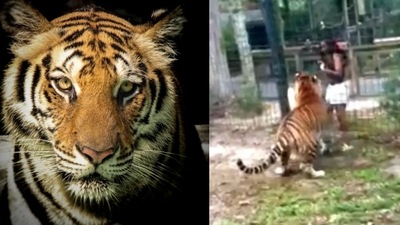 A woman narrowly escaped a tiger attack at New Jersey's Cohanzick Zoo after climbing over a safety barrier. (Bridgeton Police Department) A woman narrowly escaped a tiger attack at New Jersey's Cohanzick Zoo after climbing over a safety barrier. (Bridgeton Police Department)