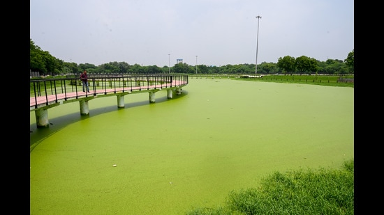 The pond in Noida’s Sector 54 where the incident took place on Tuesday afternoon. Seeing the boy drown, his friends panicked and fled the place without alerting anyone. A passerby later found the body in the pond and alerted the park security and police. (Sunil Ghosh/HT Archive)