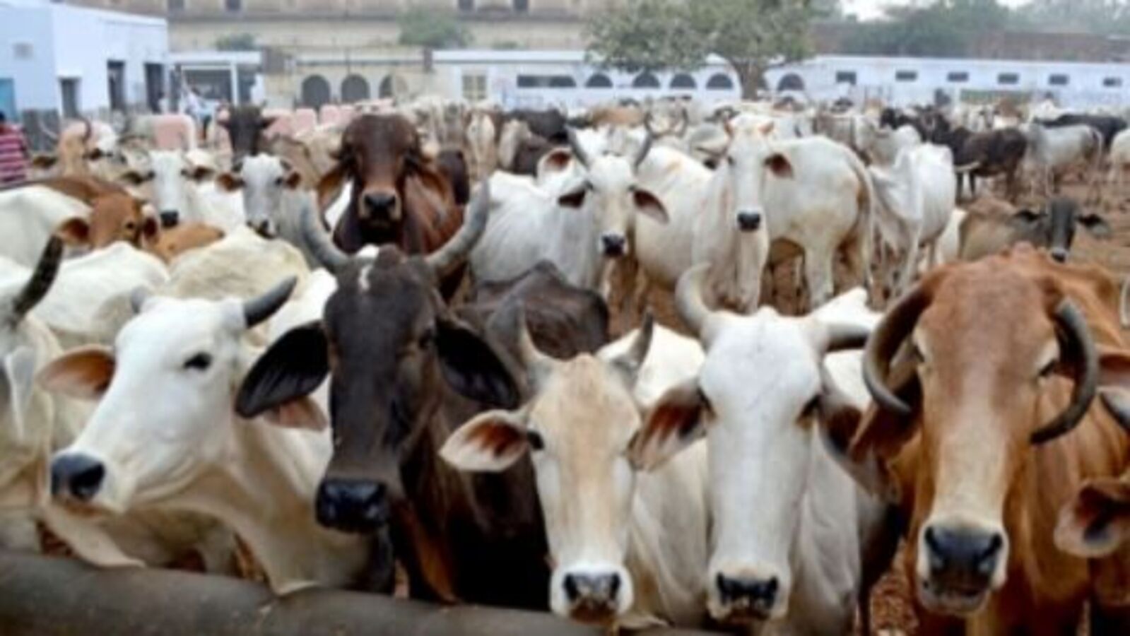 No cow slaughtering: ಬಕ್ರೀದ್ ಹಬ್ಬದಂದು ಗೋಹತ್ಯೆ ಮಾಡುವಂತಿಲ್ಲ - ರಾಜ್ಯ ಸರ್ಕಾರ  ಸೂಚನೆ-no cow slaughtering on bakrid karnataka govt ,ಕರ್ನಾಟಕ ಸುದ್ದಿ