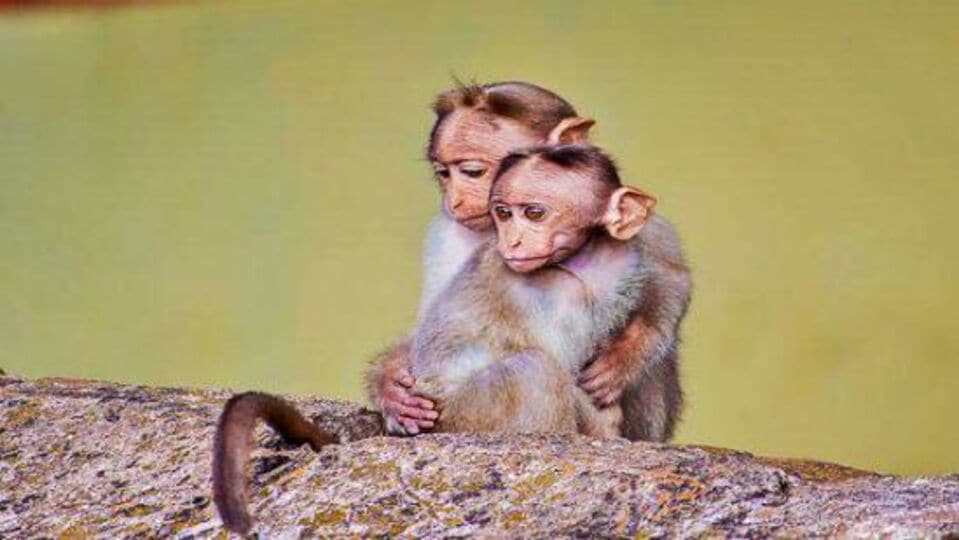 ಕಟ್ಟಡದಿಂದ ಮಗುವನ್ನು ಎಸೆದ ಕೋತಿ ಸ್ಥಳದಲ್ಲೇ ಸಾವನ್ನಪ್ಪಿದ ನವಜಾತ ಶಿಶುbaby