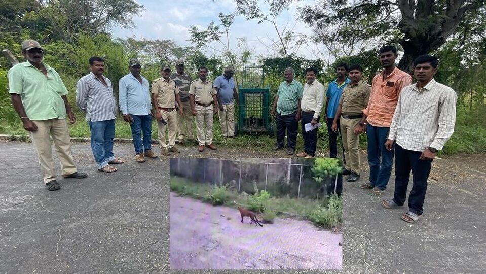 Leopard at KRS Dam: ಕೆಆರ್‌ಎಸ್‌ ಬೃಂದಾವನದಲ್ಲಿ ಚಿರತೆ ಪ್ರತ್ಯಕ್ಷ, ಚಿರತೆ ಹಿಡಿಯಲು ನಿರ್ಲಕ್ಷ್ಯ, ಪ್ರವಾಸಿಗರ ಪ್ರಾಣದೊಂದಿಗೆ ಚೆಲ್ಲಾಟ