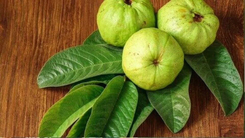 Guava Leaves ಅಬ್ಬಬ್ಬಾ... ಸೀಬೆ ಹಣ್ಣು ಮಾತ್ರವಲ್ಲ, ಇದರ ಎಲೆಗಳಿಂದ ಎಷ್ಟೆಲ್ಲಾ