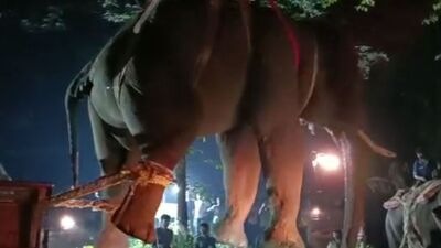 Kadaba Elephant Attack: ಕಡಬದಲ್ಲಿ ಇಬ್ಬರನ್ನು ಬಲಿ ಪಡೆದ ಕಾಡಾನೆ ಸೆರೆ, ಉಳಿದ ಆನೆಗಳನ್ನು ಹಿಡಿಯುವಂತೆ ಜನರ ಮೊರೆ