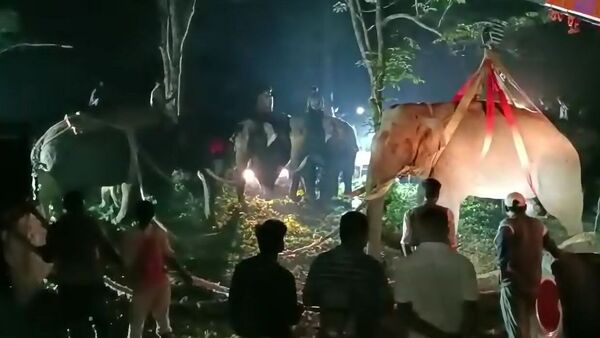 Kadaba Elephant Attack: ಕಡಬದಲ್ಲಿ ಇಬ್ಬರನ್ನು ಬಲಿ ಪಡೆದ ಕಾಡಾನೆ ಸೆರೆ