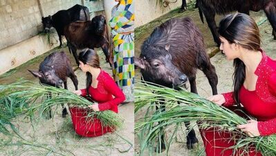 Sreeleela in Red Dress: ఆ ఆలయ పరిసరాల్లో ఉన్న ఆవు దూడకు ఇలా మేతేస్తూ కనిపించింది. ఈ ఫొటోలను ఆమె తన సోషల్ మీడియా అకౌంట్లలో షేర్ చేసుకుంది.