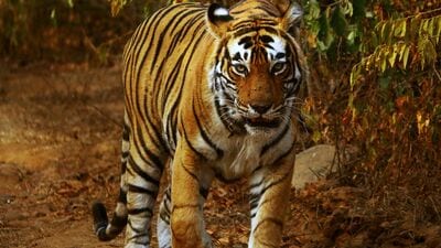 Project Tiger Explained: ಹುಲಿ ಯೋಜನೆಗೆ ಸುವರ್ಣ ಸಂಭ್ರಮ, ಏನಿದು ಪ್ರಾಜೆಕ್ಟ್‌ ಟೈಗರ್‌?