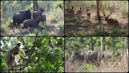 ಸಫಾರಿ ವೇಳೆ ಕಂಡು ಬಂದ ಪ್ರಾಣಿಗಳ ಫೋಟೋಗಳನ್ನು ಟ್ವಿಟರ್​​ನಲ್ಲಿ ಹಂಚಿಕೊಂಡು ಪಿಎಂ ಮೋದಿ&nbsp;