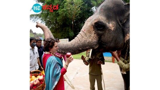 ಆನೆಗೆ ಸೇಬು ತಿನ್ನಿಸುತ್ತಿರುವ ಪ್ರಿಯಾಂಕಾ ಗಾಂಧಿ ವಾದ್ರಾ