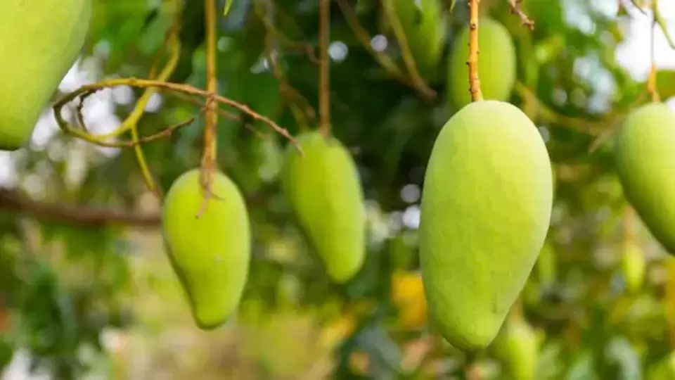 Raw Mango Benefits ಮಾವಿನಕಾಯಿ ತಿನ್ನೋ ಅಭ್ಯಾಸ ಇದ್ಯಾ; ಇದು ನಾಲಿಗೆಗೆ ಹುಳಿ ಅನ್ನಿಸಿದ್ರೂ ಆರೋಗ್ಯಕ್ಕೆ ಸಿಹಿ