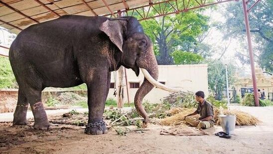 ಬಲರಾಮ ಆನೆಗೆ ಅನಾರೋಗ್ಯ