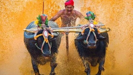 ಕಂಬಳಕ್ಕೆ ಸುಪ್ರೀಂ ಕೋರ್ಟ್ ಹಸಿರು ನಿಶಾನೆ