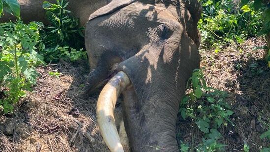 ಕೊಡಗಿನ ಪೊನ್ನಂಪೇಟೆ ತಾಲ್ಲೂಕಿನ ಕುಟ್ಟ ಬಳಿ ಎಸ್ಟೇಟ್‌ ಒಂದರಲ್ಲಿ ವಿದ್ಯುತ್‌ ಸಂಪರ್ಕಕ್ಕೆ ಸಿಲುಕಿ ಗಂಡಾನೆ ಮೃತಪಟ್ಟಿದೆ. 