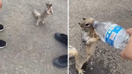Viral Video: ನಂಗೆ ಸ್ವಲ್ಪ ನೀರು ಕೊಡ್ತಿರಾ? ಬಾಯಾರಿದ ಅಳಿಲು ವ್ಯಕ್ತಿಯೊಬ್ಬರ ಬಳಿ ನೀರು ಕೇಳಿದ ಹೃದಯಸ್ಪರ್ಶಿ ವಿಡಿಯೋ ನೋಡಿ
