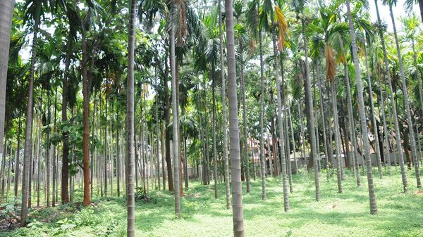 ಅಡಿಕೆ ತೋಟ