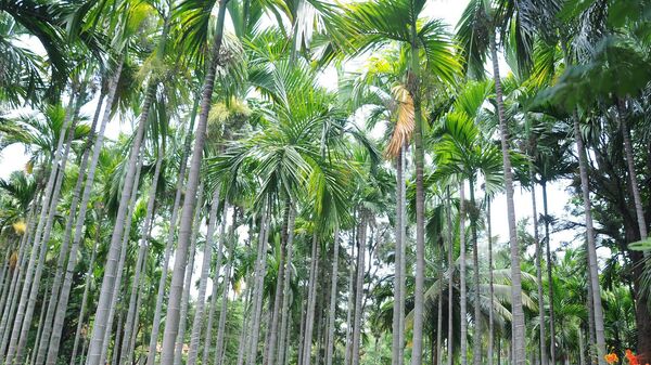 ಅಡಿಕೆ ತೋಟ