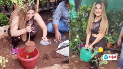 ಟೊಮೆಟೊ ಬೆಳೆದ ರಾಖಿ ಸಾವಂತ್ ಟೊಮೆಟೊ ಬೆಳೆದ ರಾಖಿ ಸಾವಂತ್