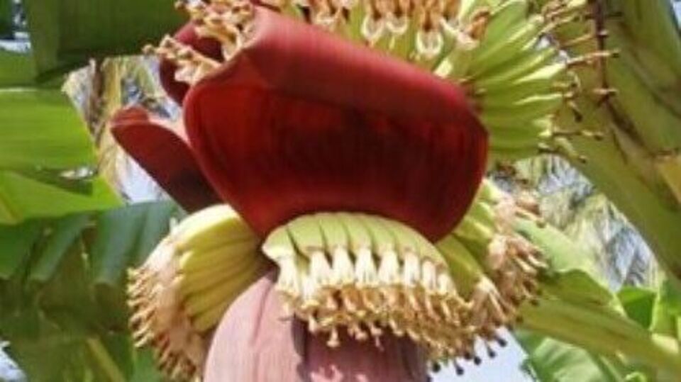 Banana Flower Palya ಅಪರೂಪದ ಬಾಳೆಹೂವಿನ ಪಲ್ಯದ ರೆಸಿಪಿ ಇಲ್ಲಿದೆ; ಇದು