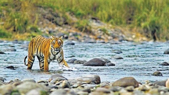 ಸಾತ್ಪುರ ರಾಷ್ಟ್ರೀಯ ಉದ್ಯಾನವನ, ಮಧ್ಯಪ್ರದೇಶ: ಮಧ್ಯಪ್ರದೇಶದ ಶ್ರೀಮಂತ ಜೀವವೈವಿಧ್ಯದ ಉದ್ಯಾನವನ ಸಾತ್ಪುರ ರಾಷ್ಟ್ರೀಯ ಉದ್ಯಾನವನ. 1981ರಲ್ಲಿ ಸ್ಥಾಪನೆಯಾದ ಈ ಅದ್ಭುತ ವನ್ಯಜೀವಿ ತಾಣವು ಭಾರತ ಹಾಗೂ ವಿದೇಶದ ವನ್ಯಜೀವಿ ಉತ್ಸಾಹಿಗಳನ್ನು ಆಕರ್ಷಿಸಿದೆ. ಇದು ನಂಬಲಾಗದ ವೈವಿಧ್ಯಮಯ ವಿಲಕ್ಷಣ ಸಸ್ಯ ಮತ್ತು ಪ್ರಾಣಿಗಳಿಗೆ ನೆಲೆಯಾಗಿದೆ. ವಾಸ್ತವವಾಗಿ ಈ ವನ್ಯಜೀವಿ ಉದ್ಯಾನವನವು ಪ್ರಕೃತಿ ಪ್ರಿಯರಿಗೆ ಮತ್ತು ಸಾಹಸಿಗಳಿಗೆ ಸೂಕ್ತವಾಗಿದೆ.