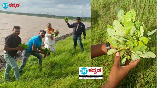 ಕೆರೆದಂಡೆಯಲ್ಲಿ ಬೆಳೆದಿರುವ ಹಕ್ಕರಕಿ ಸೊಪ್ಪು ಕೀಳುತ್ತಿರುವ ಜನರು (ಎಡಚಿತ್ರ) ಹಕ್ಕರಕಿ ಸೊಪ್ಪು (ಬಲಚಿತ್ರ)