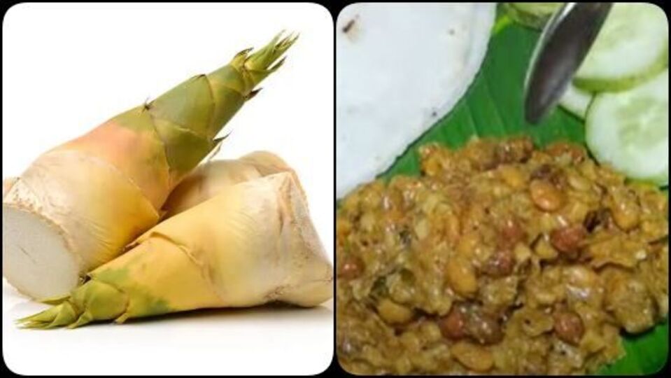Bamboo Shoots ಮಲೆನಾಡುಕರಾವಳಿ ಮಂದಿಗೆ ಕಳಲೆ ಅಚ್ಚುಮೆಚ್ಚು; ಇದರ ಆರೋಗ್ಯ